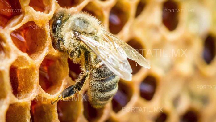 Miel, ¿100 por ciento natural?: Analiza la UNAM