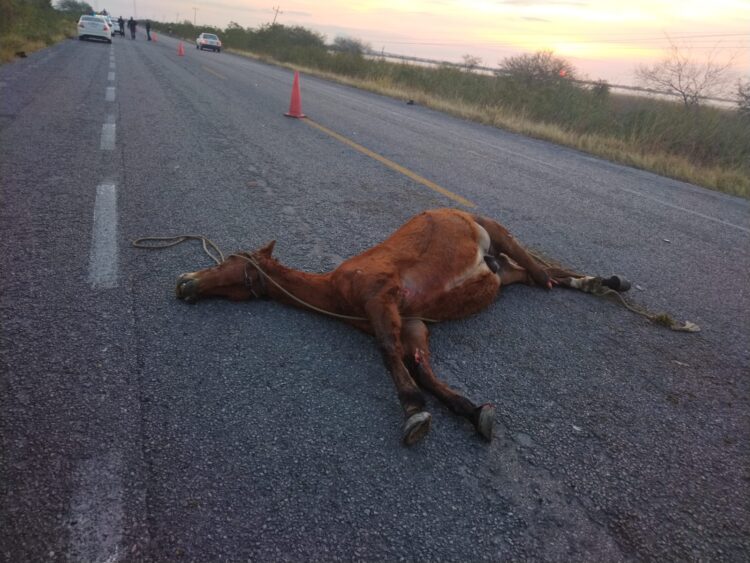Conductora atropella a un caballo en El Mante