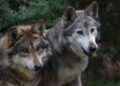 Participa Tamaulipas en Programa Binacional del Lobo Gris Mexicano