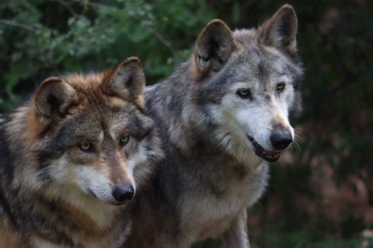 Participa Tamaulipas en Programa Binacional del Lobo Gris Mexicano