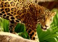  Calentamiento global pone en riesgo cuatro especies animales en Tamaulipas