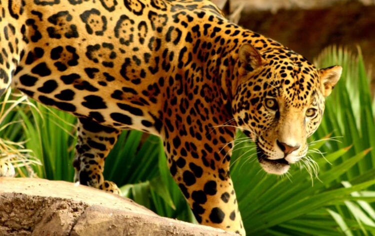 Calentamiento global pone en riesgo cuatro especies animales en Tamaulipas