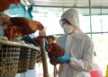 Reportan nuevo caso de gripe aviar en Camboya
