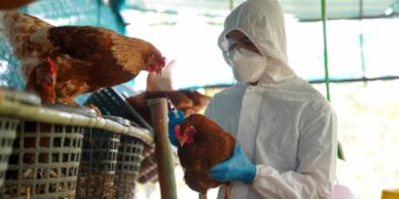 Reportan nuevo caso de gripe aviar en Camboya