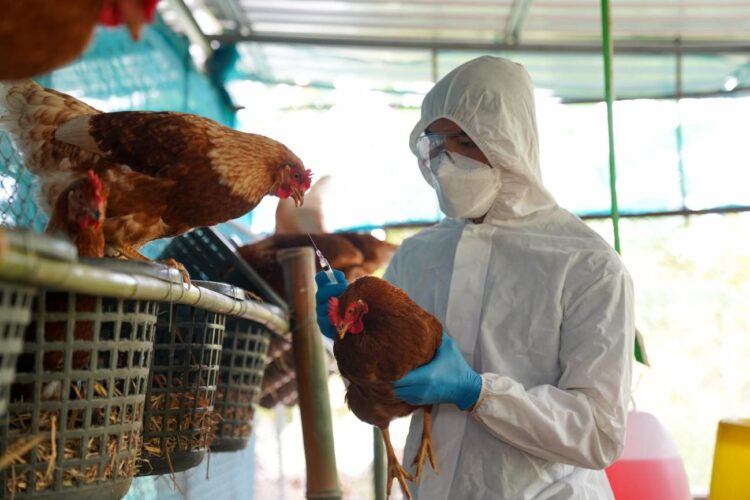 Reportan nuevo caso de gripe aviar en Camboya