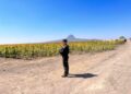 Cuidan a paseantes que visitan el Campo de Girasoles en Tamaulipas