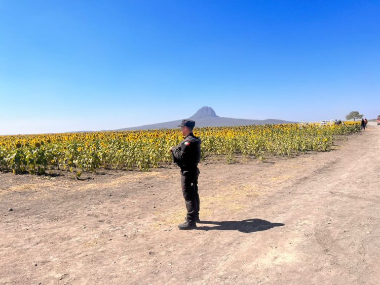 Cuidan a paseantes que visitan el Campo de Girasoles en Tamaulipas