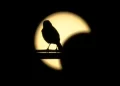 ¿Cuándo será el próximo eclipse solar que podrá observarse en México?