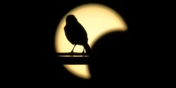 ¿Cuándo será el próximo eclipse solar que podrá observarse en México?