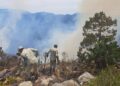 Fuego en la Sierra Madre, en Tamaulipas, devasta 800 hectáreas de bosque natural