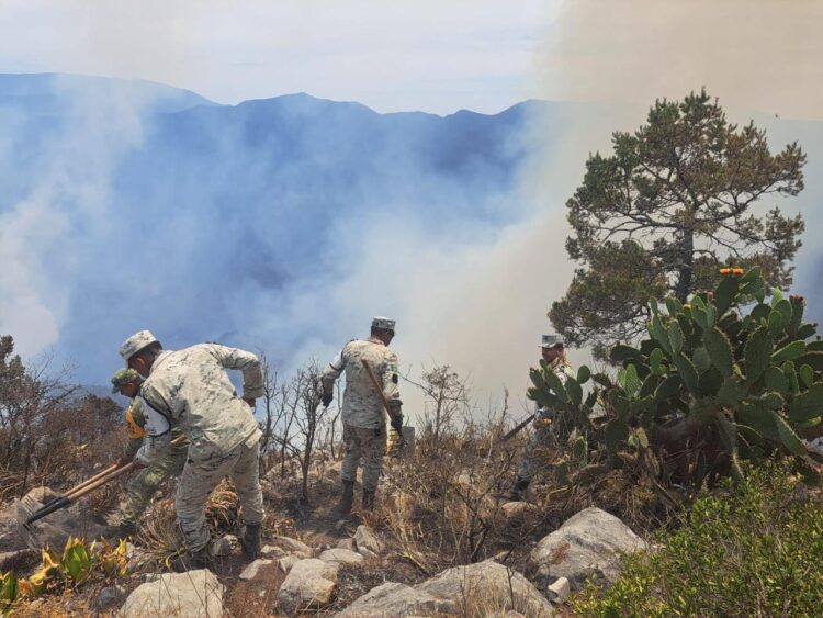 Fuego en la Sierra Madre, en Tamaulipas, devasta 800 hectáreas de bosque natural
