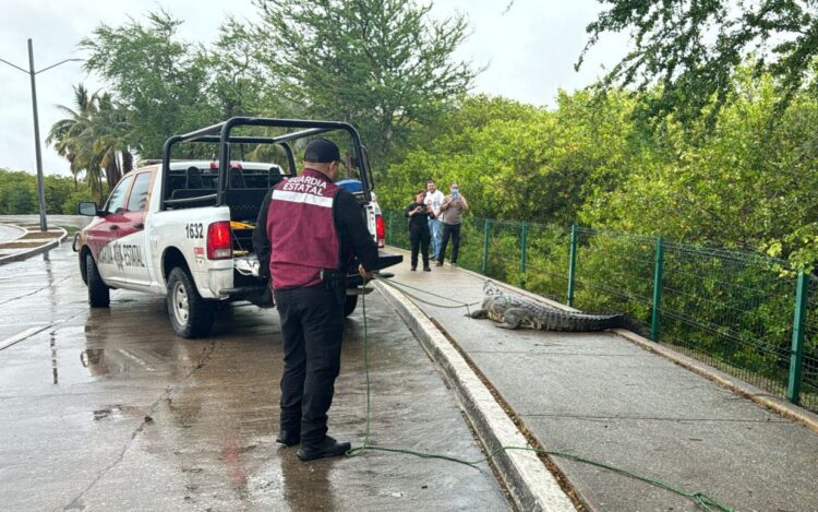 Atrapan a cocodrilo en calles de Tampico