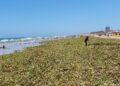 Invade lirio acuático la playa Miramar