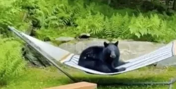 Captan a Oso descansando en una hamaca