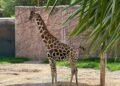 Nace jirafa en el zoológico Tamatán