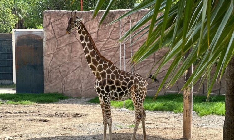 Nace jirafa en el zoológico Tamatán