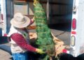 Inspeccionan entrada de árboles de navidad en puentes internacionales de Tamaulipas