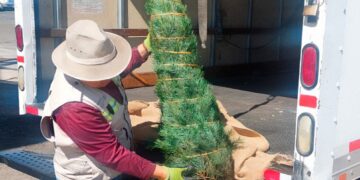 Inspeccionan entrada de árboles de navidad en puentes internacionales de Tamaulipas