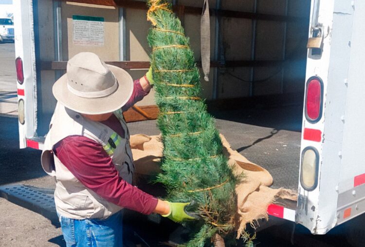 Inspeccionan entrada de árboles de navidad en puentes internacionales de Tamaulipas