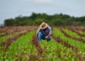El 30% de los agricultores de Tamaulipas están abandonando el campo