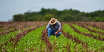 El 30% de los agricultores de Tamaulipas están abandonando el campo