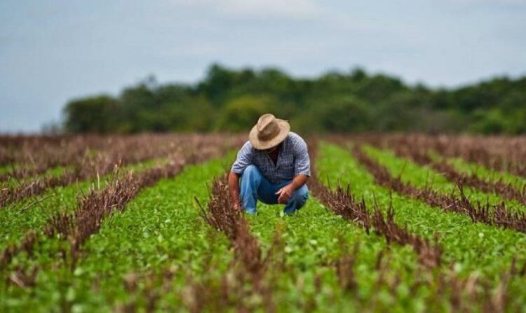 El 30% de los agricultores de Tamaulipas están abandonando el campo