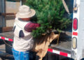 Inspeccionan entrada de árboles de navidad en puentes internacionales de Tamaulipas