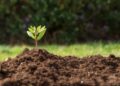 Analizan la fertilidad de suelos agrícolas de Tamaulipas