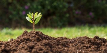 Analizan la fertilidad de suelos agrícolas de Tamaulipas
