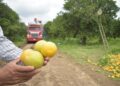 Perdió Tamaulipas la mitad de su producción de naranja