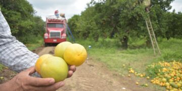 Perdió Tamaulipas la mitad de su producción de naranja
