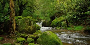 Gobierno de México coordina esfuerzos para proteger el Bosque de Agua