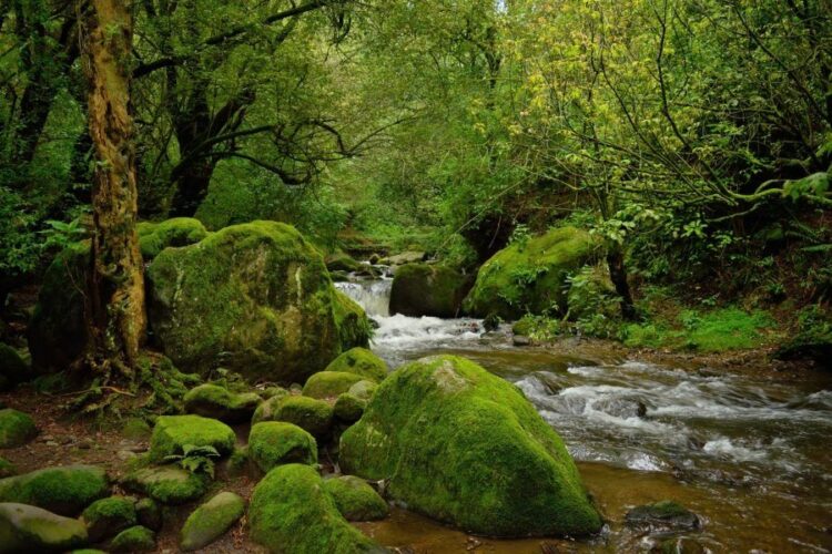 Gobierno de México coordina esfuerzos para proteger el Bosque de Agua
