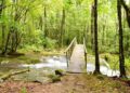Destinan pocos recursos para proteger bosques de Tamaulipas