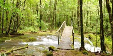 Destinan pocos recursos para proteger bosques de Tamaulipas