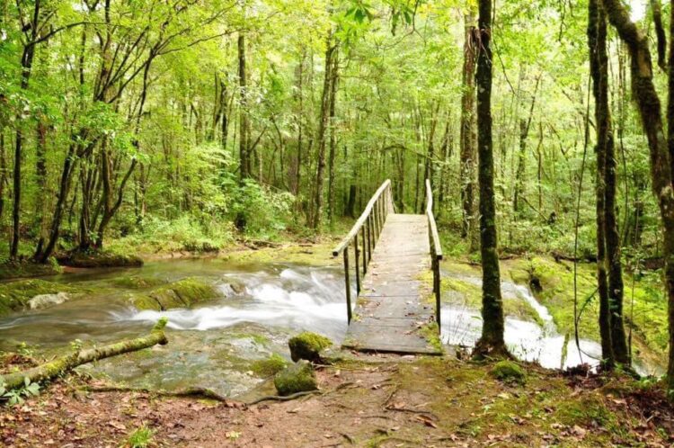 Destinan pocos recursos para proteger bosques de Tamaulipas