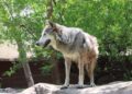 Trasladan a una loba del zoológico Tamatán a la Ciudad de México