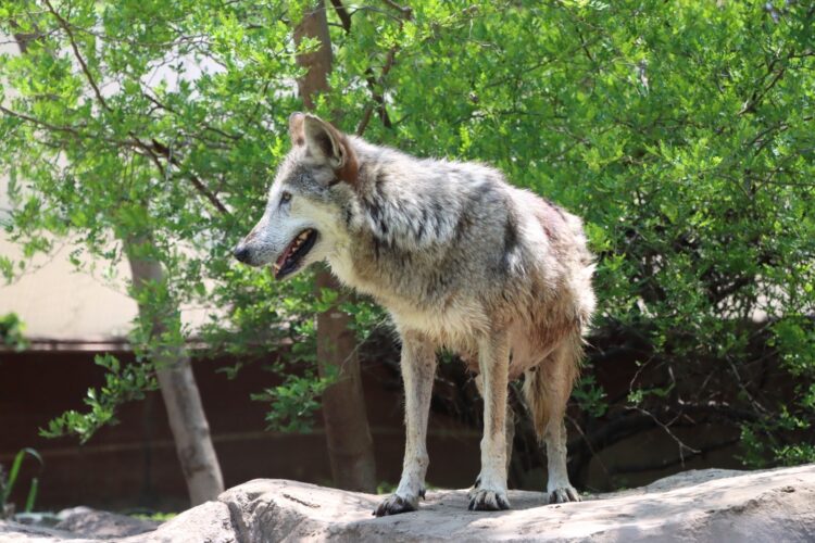 Trasladan a una loba del zoológico Tamatán a la Ciudad de México