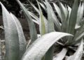 Se pinta de blanco la Sierra en Ciudad Victoria