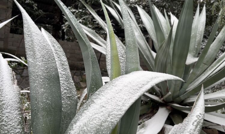 Se pinta de blanco la Sierra en Ciudad Victoria