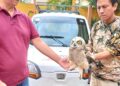 Rescatan Búho que se encontraba en situación de vulnerabilidad