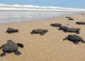 Empieza la temporada de arribo de tortuga  lora a las playas de Tamaulipas