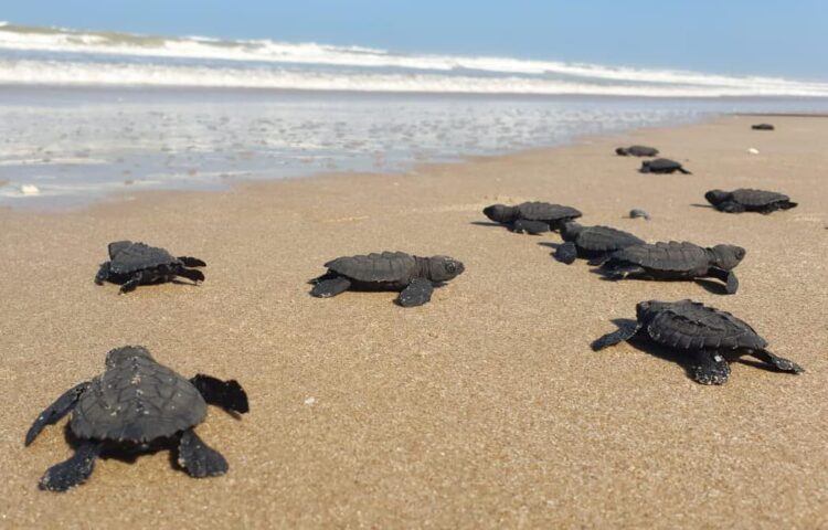 Empieza la temporada de arribo de tortuga lora a las playas de Tamaulipas