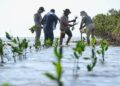 Reforestan con mangle las costas de Tamaulipas