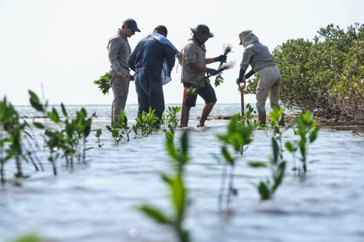 Reforestan con mangle las costas de Tamaulipas
