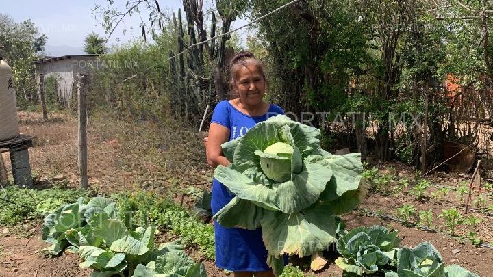 Fomentan huertos de traspatio para alimentación saludable en comunidades rurales de Tamaulipas