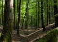 Afectó plaga forestal a bosques de Tamaulipas