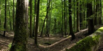 Afectó plaga forestal a bosques de Tamaulipas