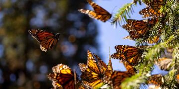 Tala ilegal devasta bosques de la Mariposa Monarca en Michoacán