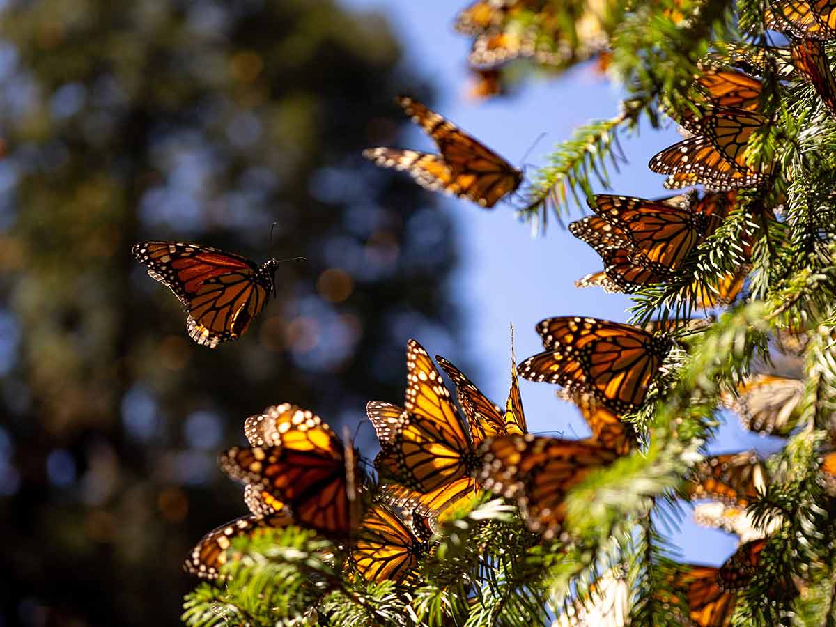 Tala ilegal devasta bosques de la Mariposa Monarca en Michoacán